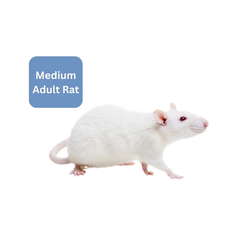 Frozen Rat – Medium Adult 1 Pack