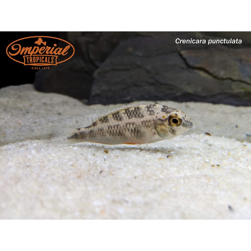 Hermaphrodite Checkerboard Cichlid 2 Unsexed