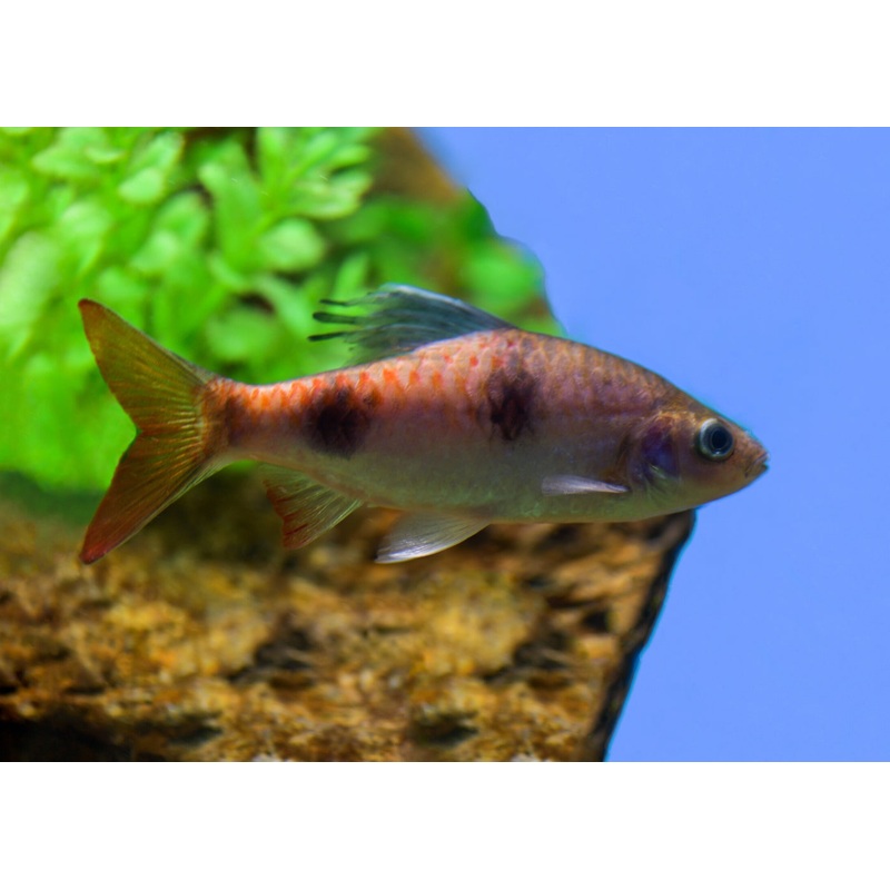 Arulius Barb 3-4cm