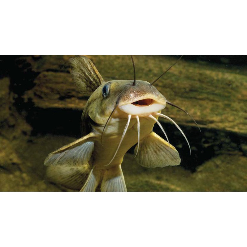 Catfish -Eel Tail 4cm 1 fish 4cm cutie size