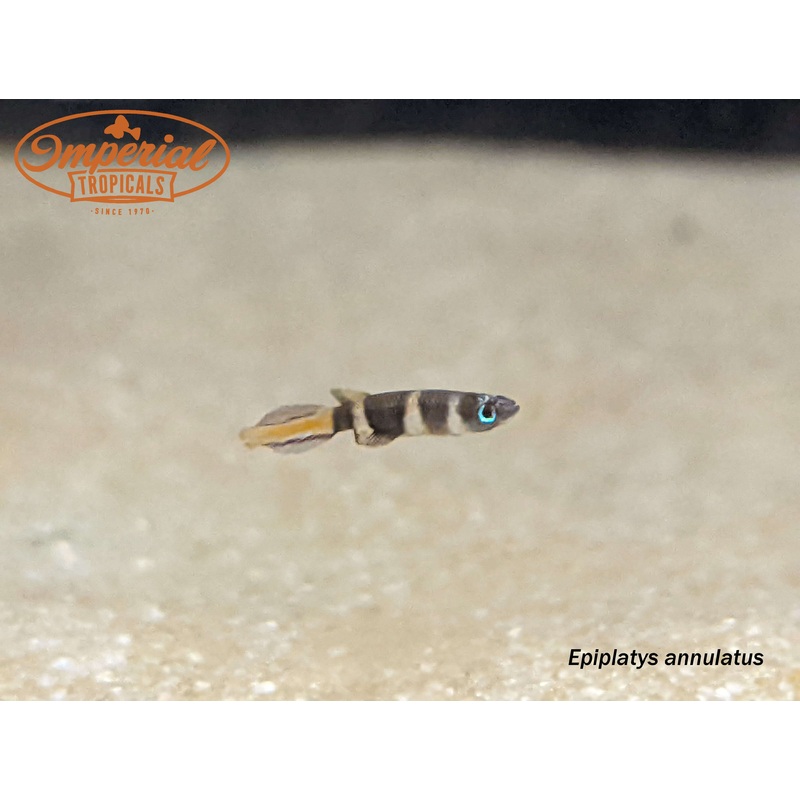 Clown Killi (3 Pack) 0.25-0.5″ Unsexed
