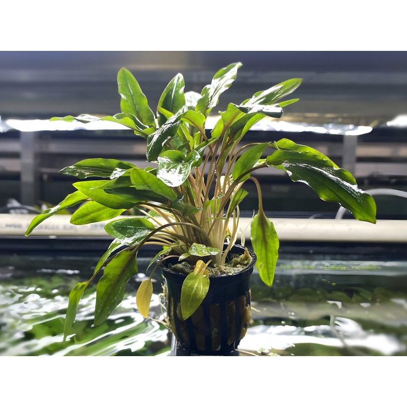 Cryptocoryne Wendtii – Green – Potted Plant