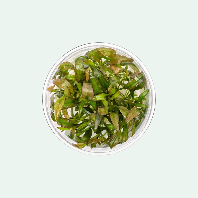 Cryptocoryne Willisii Tissue Culture