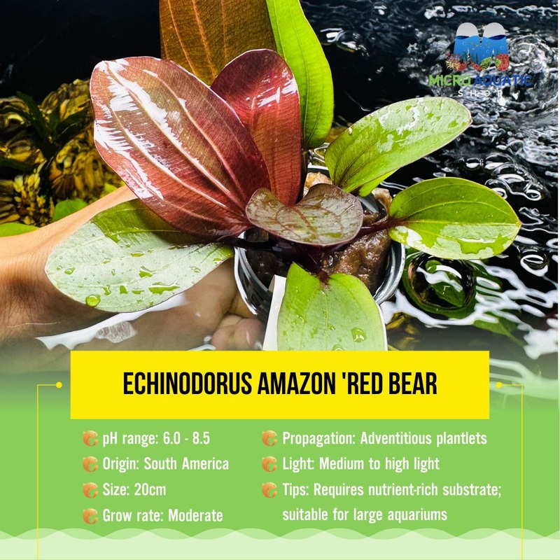 Echinodorus amazon ‘Red Bear 1 plant 6-8 leaves