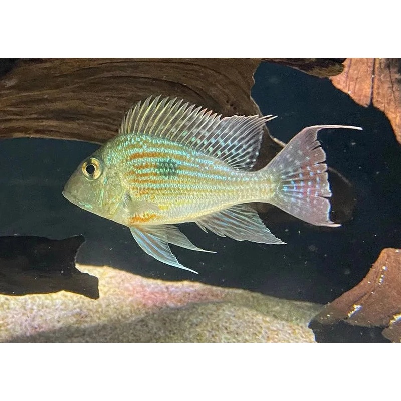 Geophagus Sveni 3-4cm