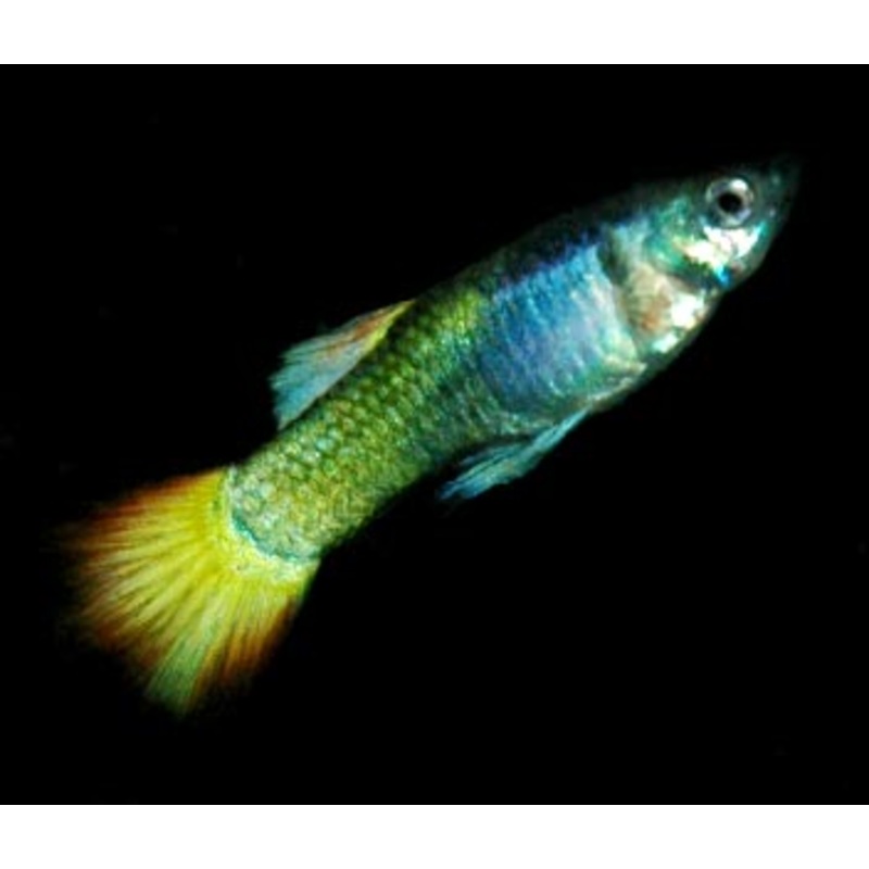 Guppy Male Flamingo 3-3.5cm