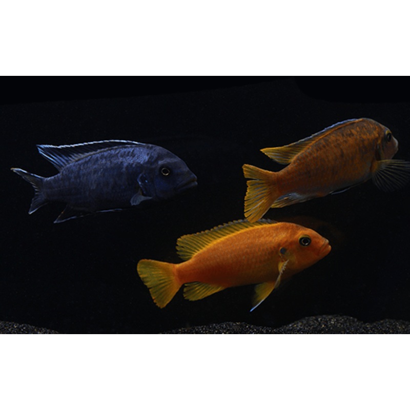 Msobo Magunga 1-2″ Unsexed