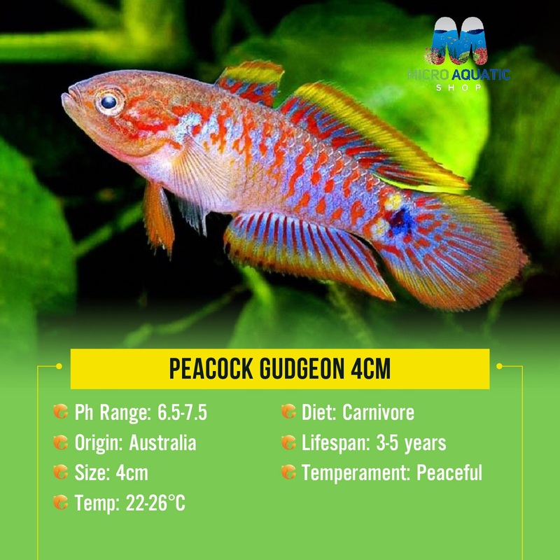 Peacock Gudgeon 1 peacock gudgeon 3cm