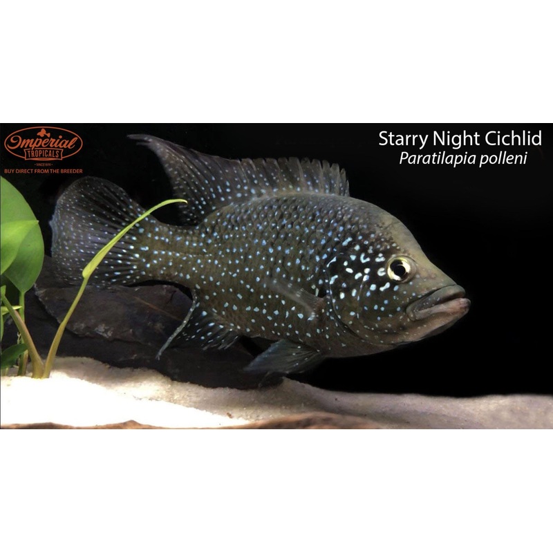 Starry Night Cichlid 1-2 Unsexed