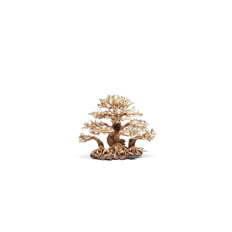 UNS Bonsai 004 R004-S