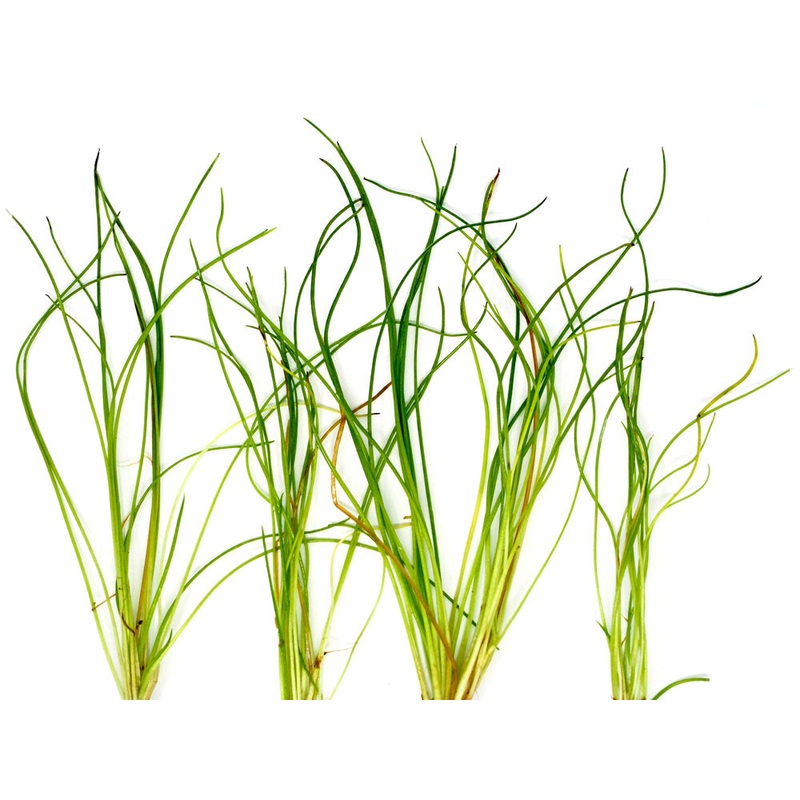 American Shoreweed (Littorella uniflora), clump 1 clump