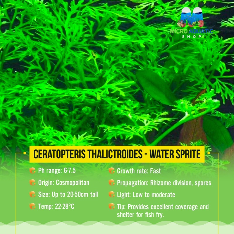 Ceratopteris Thalictroides – Water Sprite 1 plant 10 cm