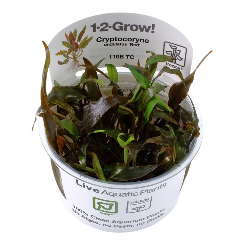 Cryptocoryne Undulatus ‘Red’ Tropica 1-2 Grow