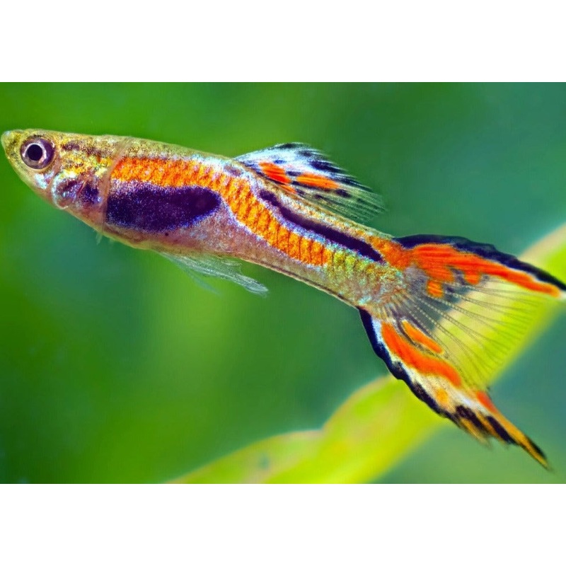 Guppy Endlers 1.5-2.5cm