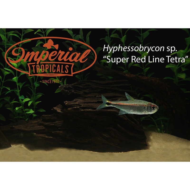 Super Red Line Tetra (3 Pack) 1-2″ Unsexed