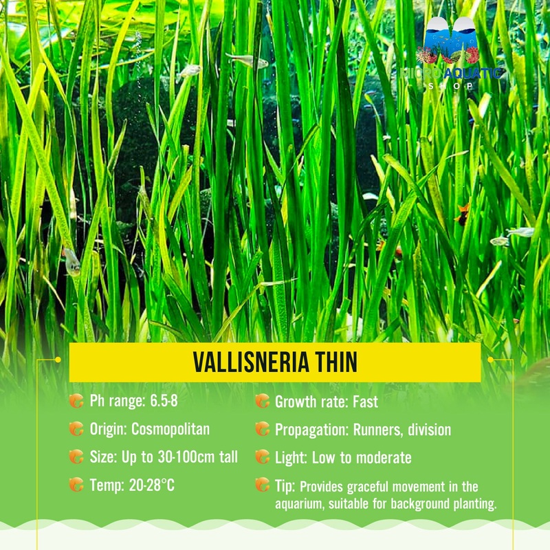 Vallisneria Thin 1 bunch 5 plants ( submersed )