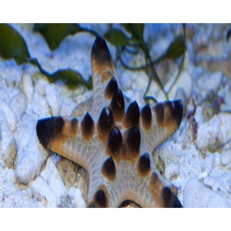 Chocolate Chip Starfish