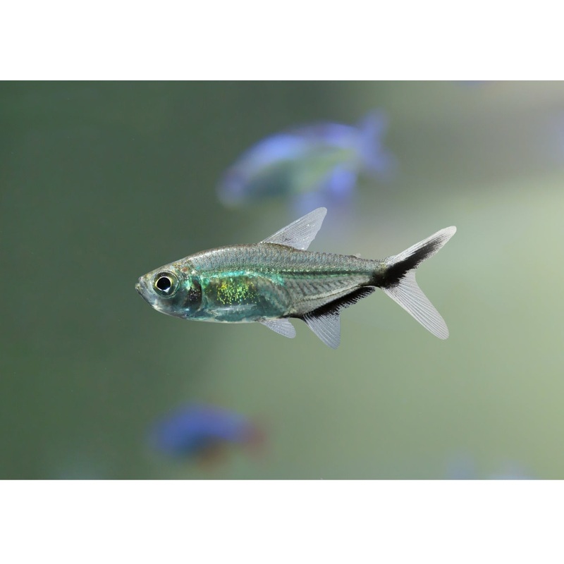 Costae Tetra – Black line 2-3cm