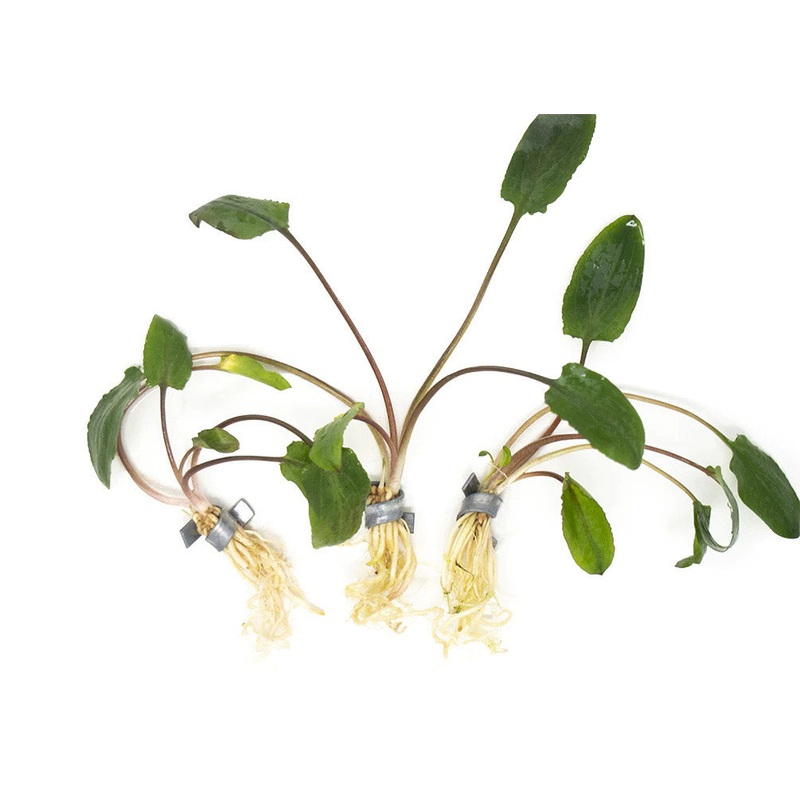 Cryptocoryne (Assorted) Small