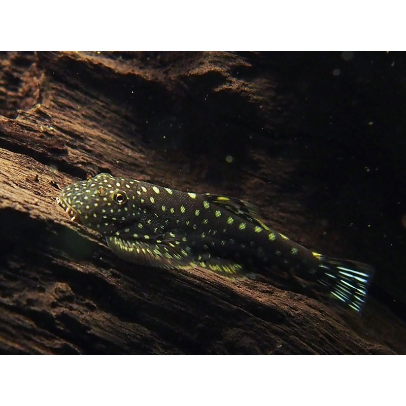 Spotted Borneo Sucker (Gastromyzon punctulatus) Group of 3