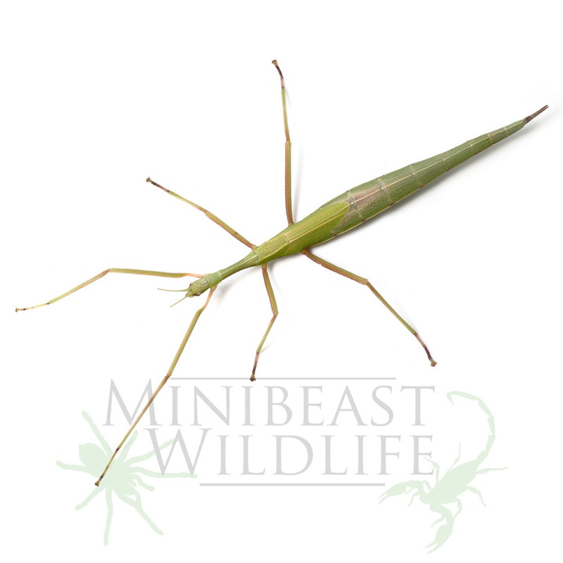 Stick Insect – Violet Winged Small
