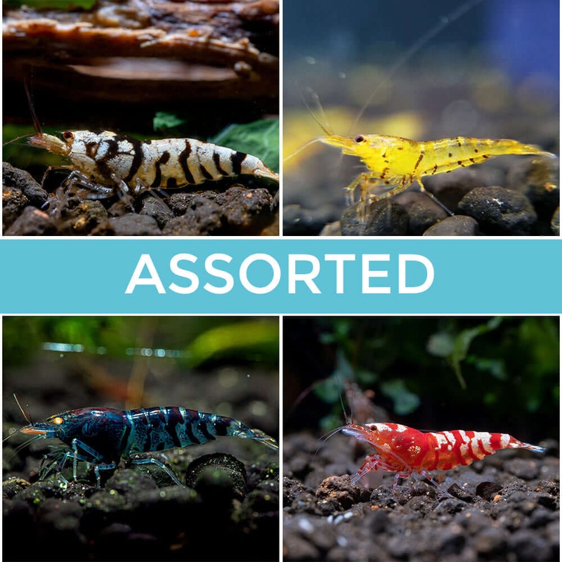 10 Assorted Tiger Shrimp Imported