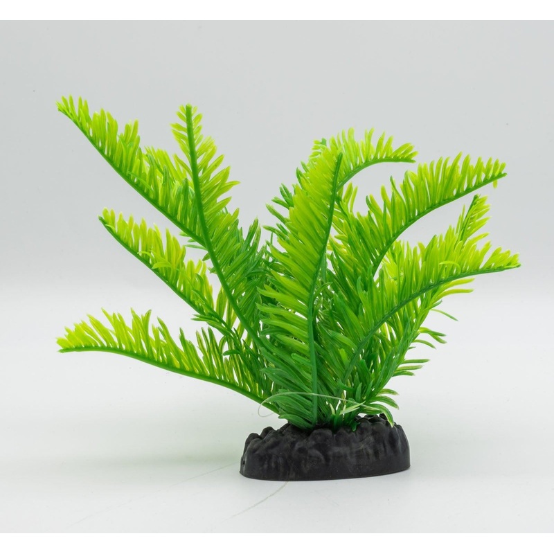 AquaSpectra Fern Green, 15cm