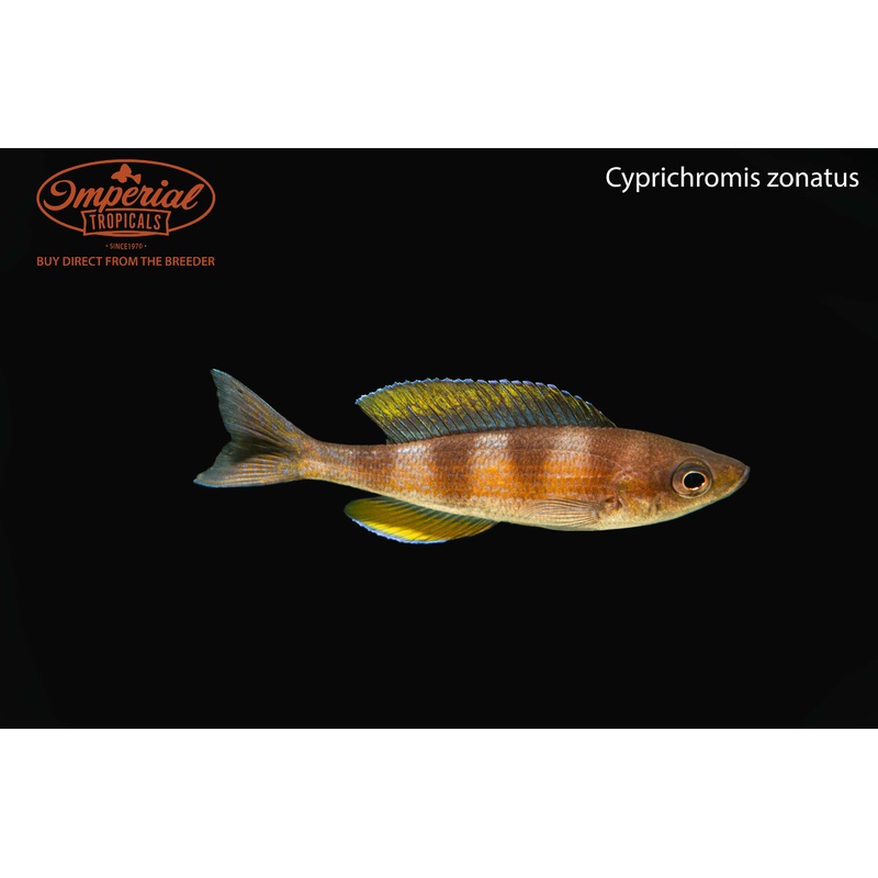 Cyprichromis zonatus (3 Pack) 1-2″ Unsexed
