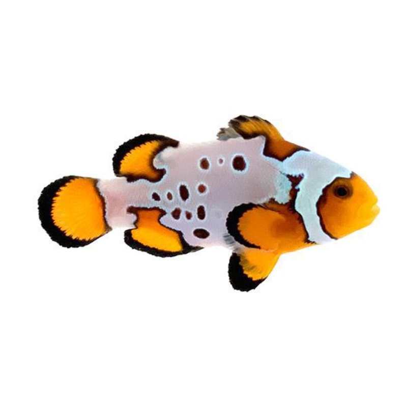 Fancy Snowflake w/ Bulletholes Clownfish