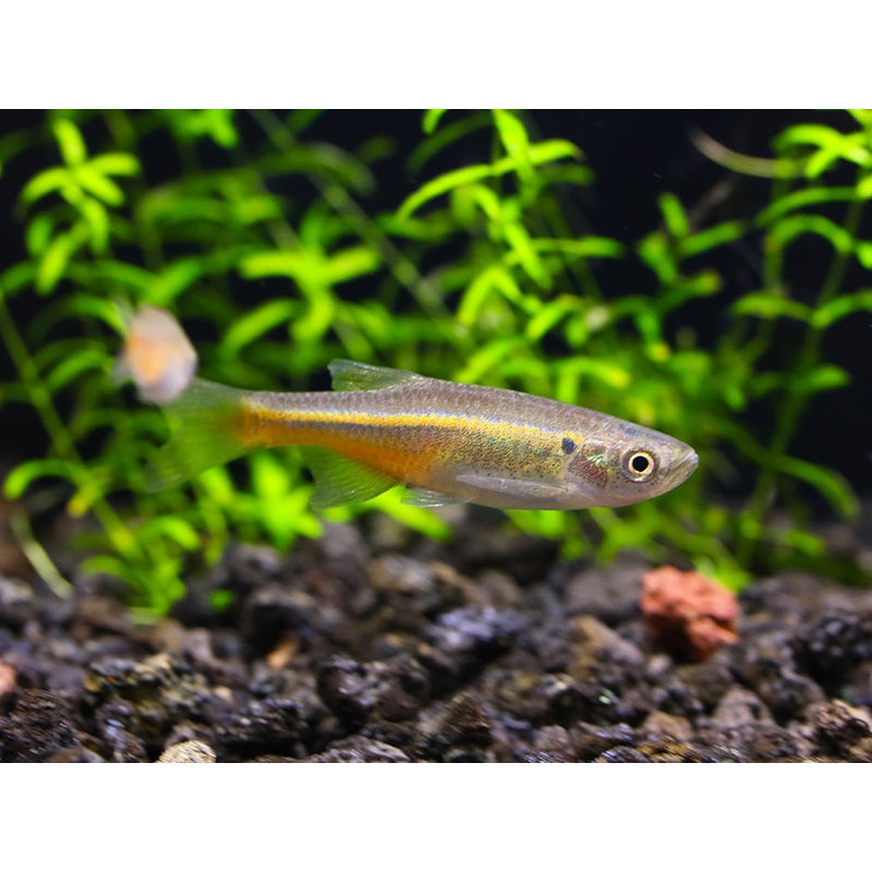 Fireline Danio (Devario sondhii) 3 Fish
