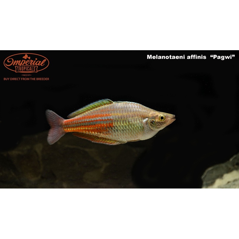 Pagwi Rainbowfish 1-2″ Unsexed