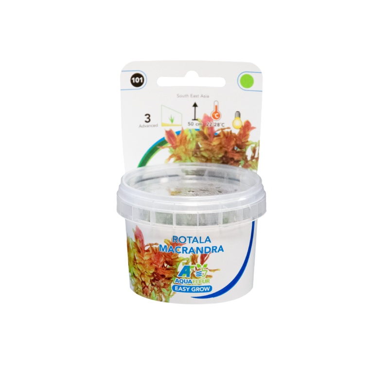 Rotala Macrandra – Easy Grow