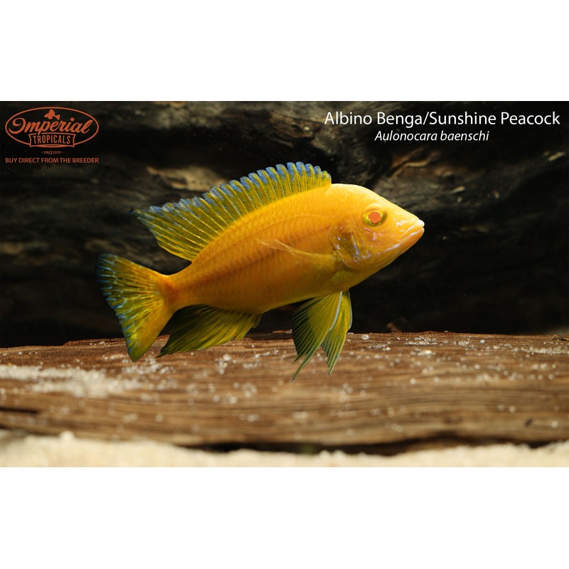 Albino Benga/Sunshine Peacock 1-2″ Unsexed