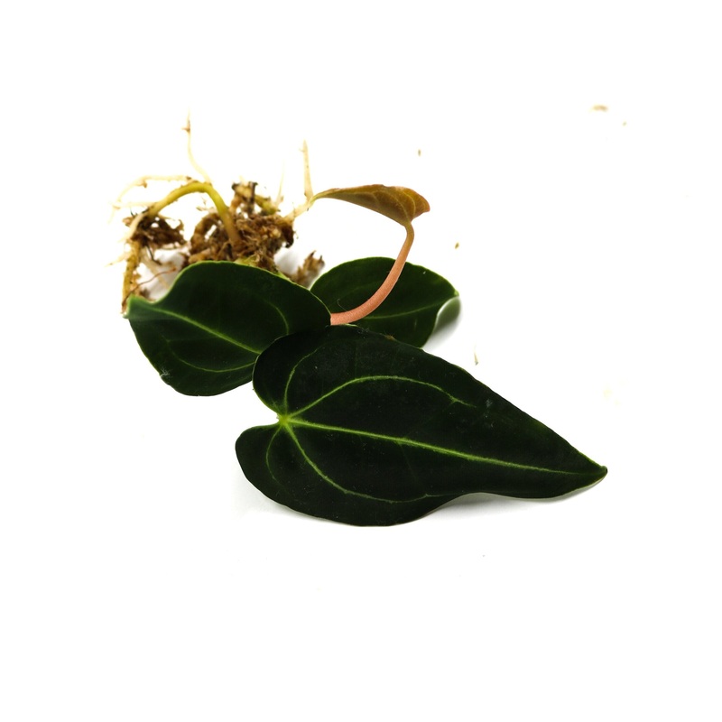 Anthurium regale 1 leaf cutting