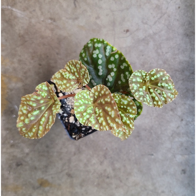 Begonia U641 2-3 leaf cutting