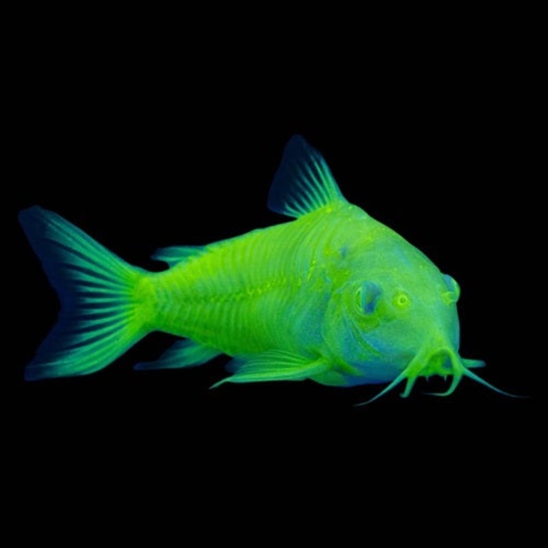 Electric Green Corydoras 1″
