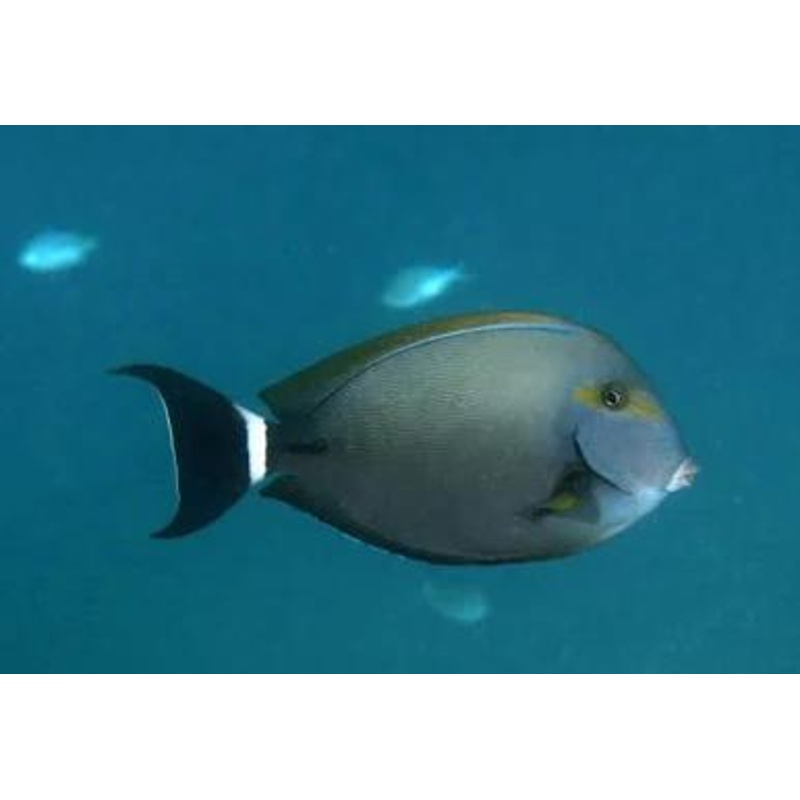 Fine Line Tang
