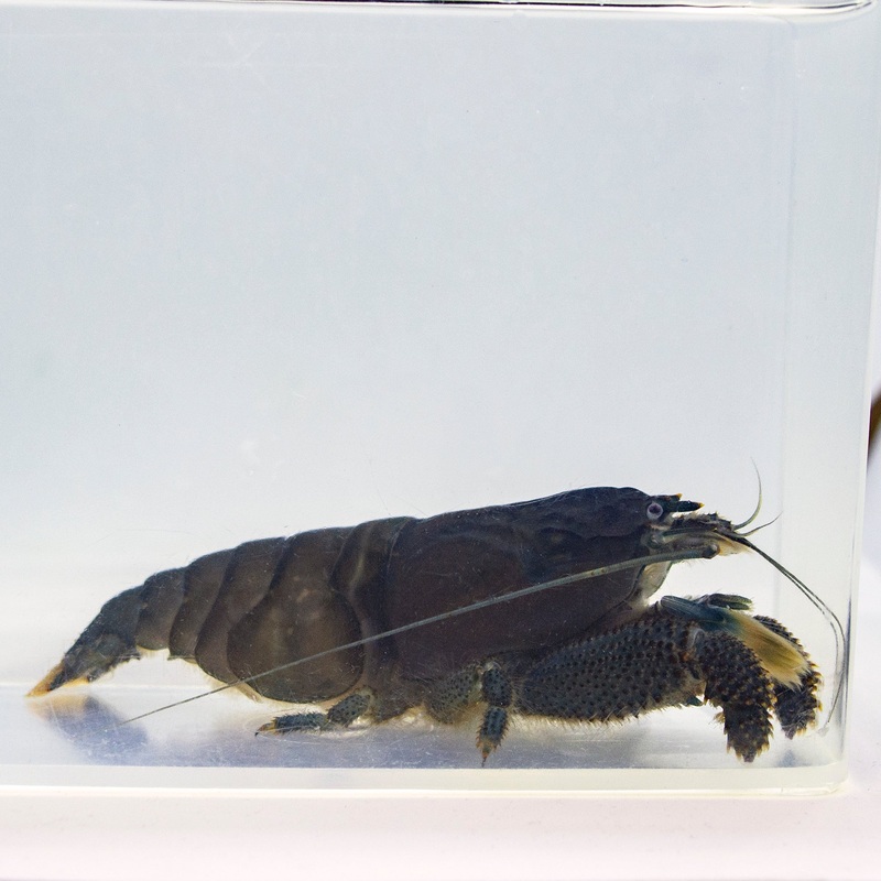 Invert – Shrimp Vampire JBO