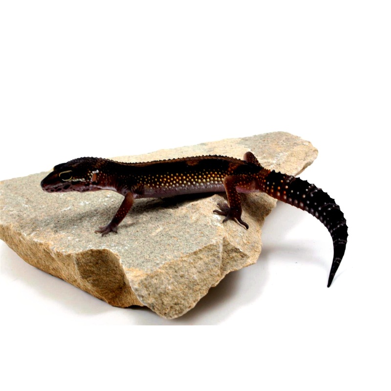 Medium Grade Black Night Leopard Gecko
