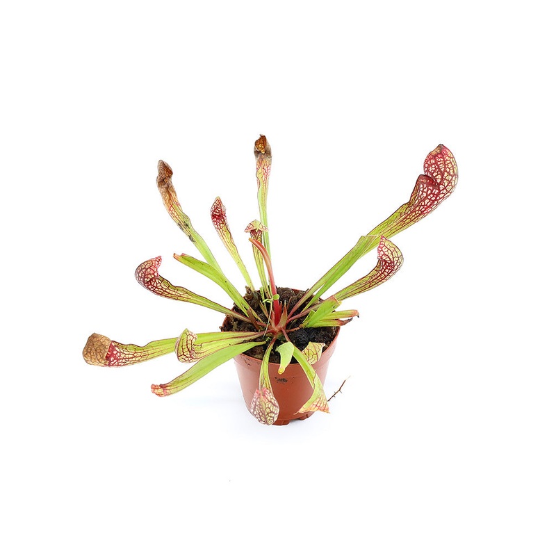 Pitcher Plant (Sarracenia)  Potted Carnivorous Plant 1 Plant