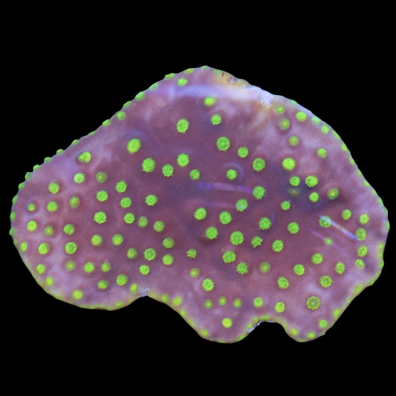 Plating Turbinaria