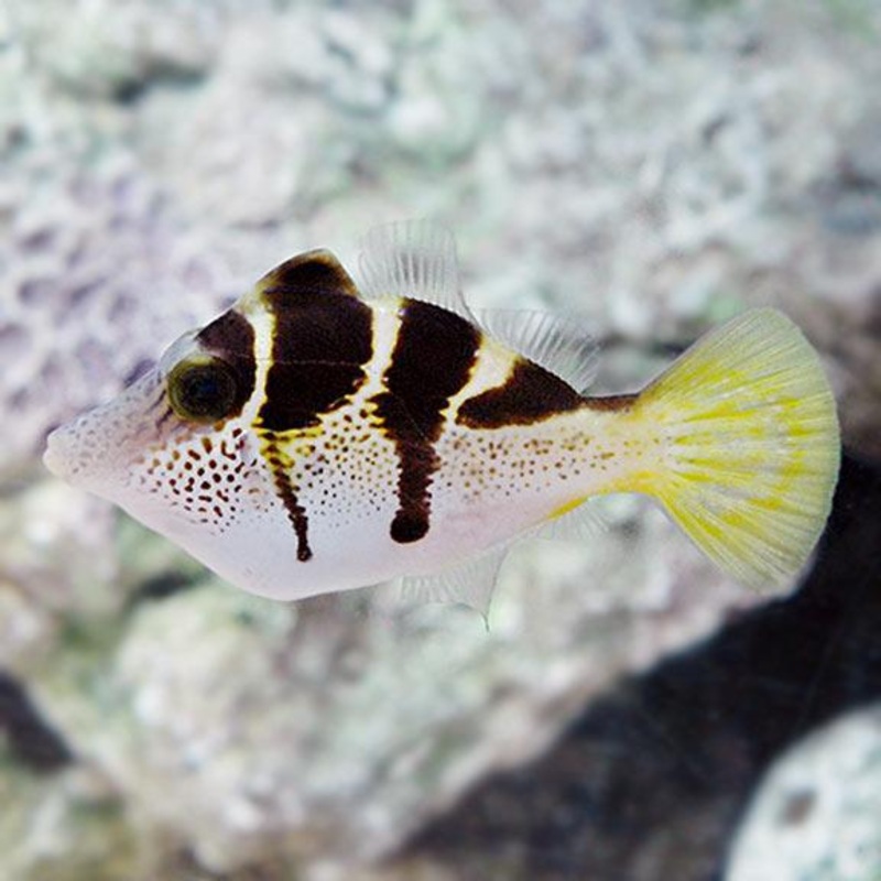 Valentini Mimic Filefish