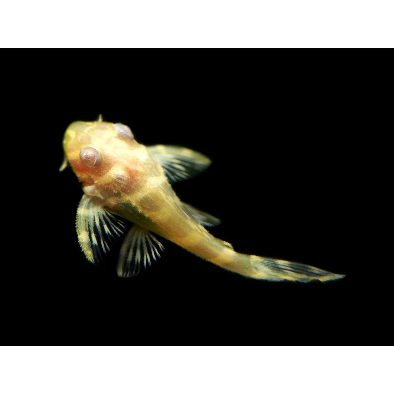 Albino L333 King Tiger Pleco, Juvenile (Hypancistrus sp.), Tank-Bred! 1 Juvenile