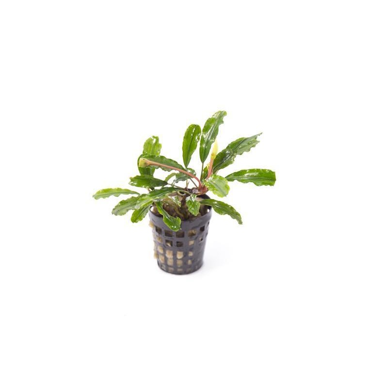 Bucephalandra Broad Wavy Pot (Farmed)