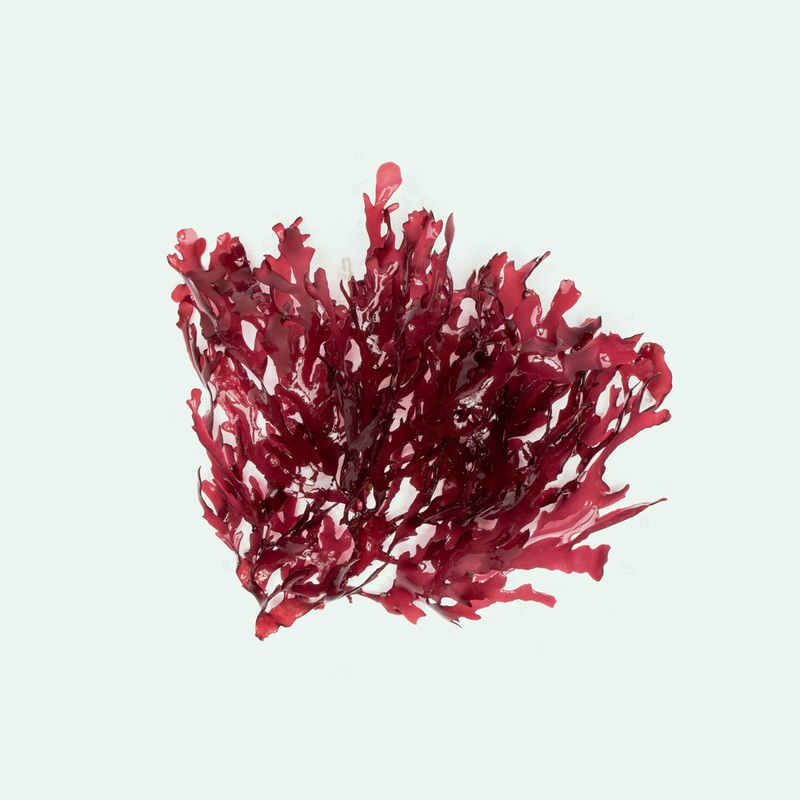 Dragon’s Breath Macroalgae