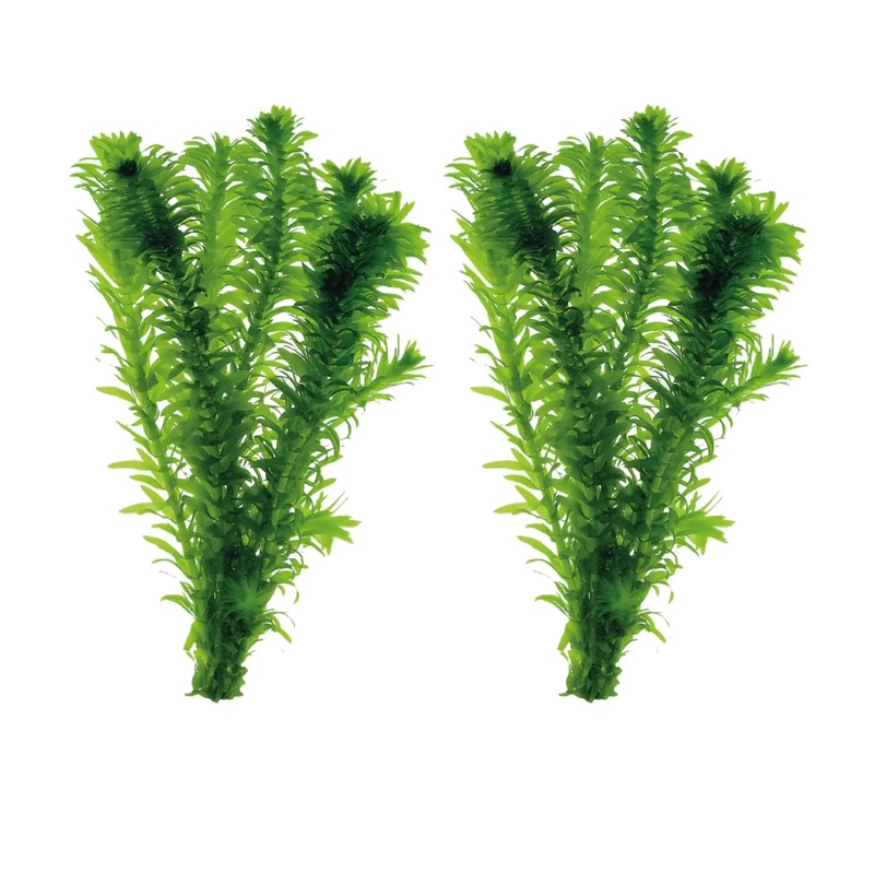 Elodea densa – 2 Bunches