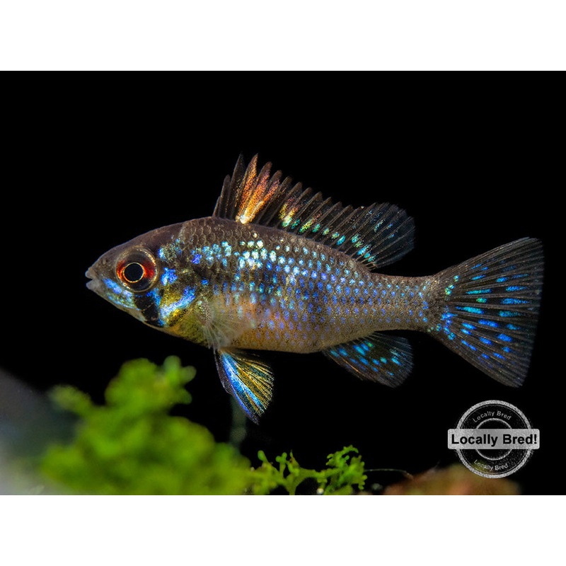 German Blue Ram Dwarf Cichlid (Mikrogeophagus ramirezi) –  LOCALLY BRED!!! 1 Fish