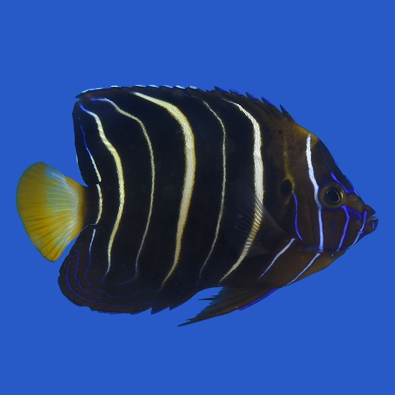 Goldentail Angelfish Juvenile Small