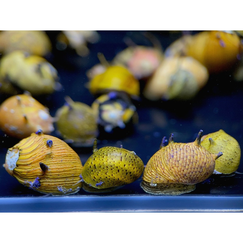 Horned Nerite Snail, Assorted