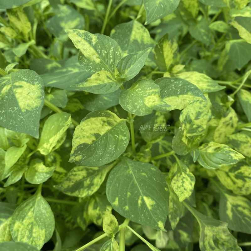 Hygrophila Corymbosa ‘Variegated’ (Marble Temple Plant) Fresh-cut Plants